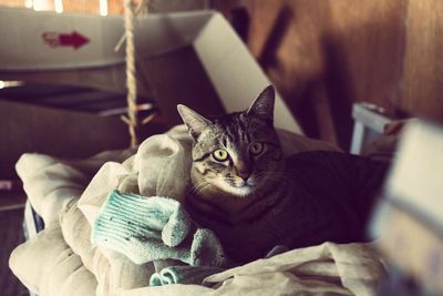 Close-up of kitten sitting at home