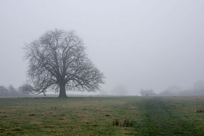 Bare tree on field against sky