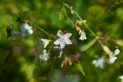 Close-up of white flowering plant