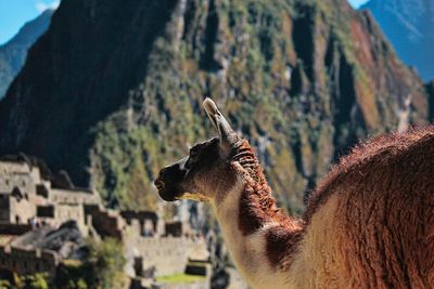 Close-up of llama against mountains