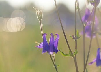 Close-up of purple flowering columbine