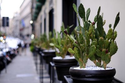 Close-up of potted plant in city