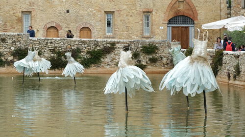 Flock of birds in a building