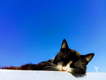 Close-up of cat against blue sky