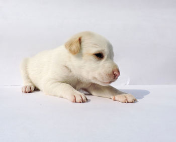 White puppy resting on floor
