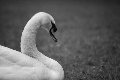 Close-up of a swan