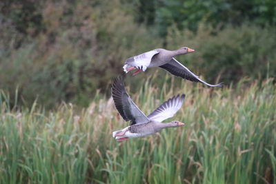 Greylag geese flying over a field