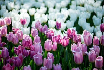 Close-up of pink tulips on field