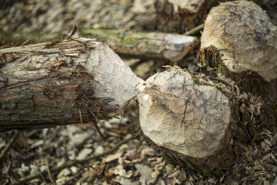 Close-up of log in forest