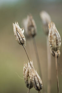 Close-up of wilted plant