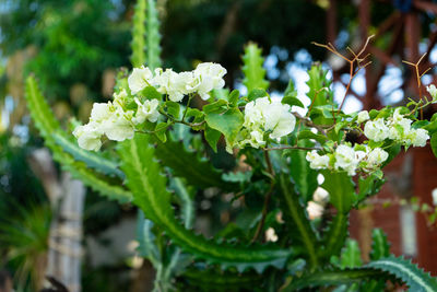 Close-up of white flowering plant