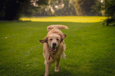 Portrait of dog standing on field