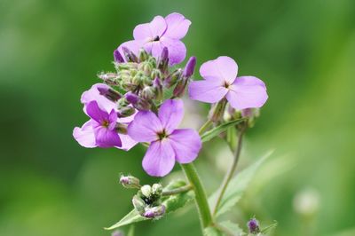 Fresh lavender flowers blooming at garden