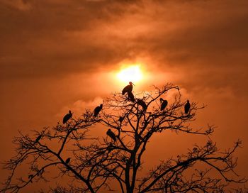 Low angle view of bird perching on tree against sky during sunset