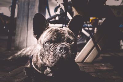 Close-up portrait of french bulldog sitting on street