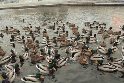 High angle view of birds in lake