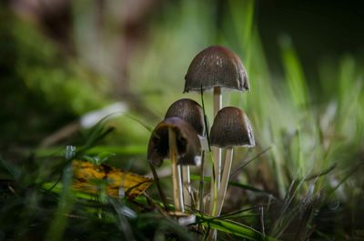 Close-up of mushroom growing on field