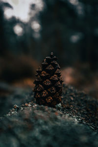 Close-up of pine cone on rock
