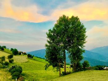 Scenic view of field against sky during sunset