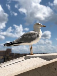 Seagull perching on retaining wall against sky