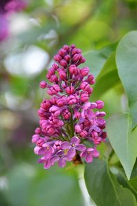 Close-up of pink flowers blooming outdoors