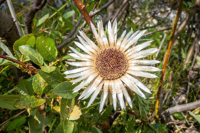 Close-up of white flowering plant