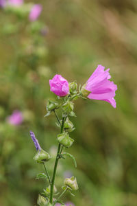 Close-up of pink flowering plant