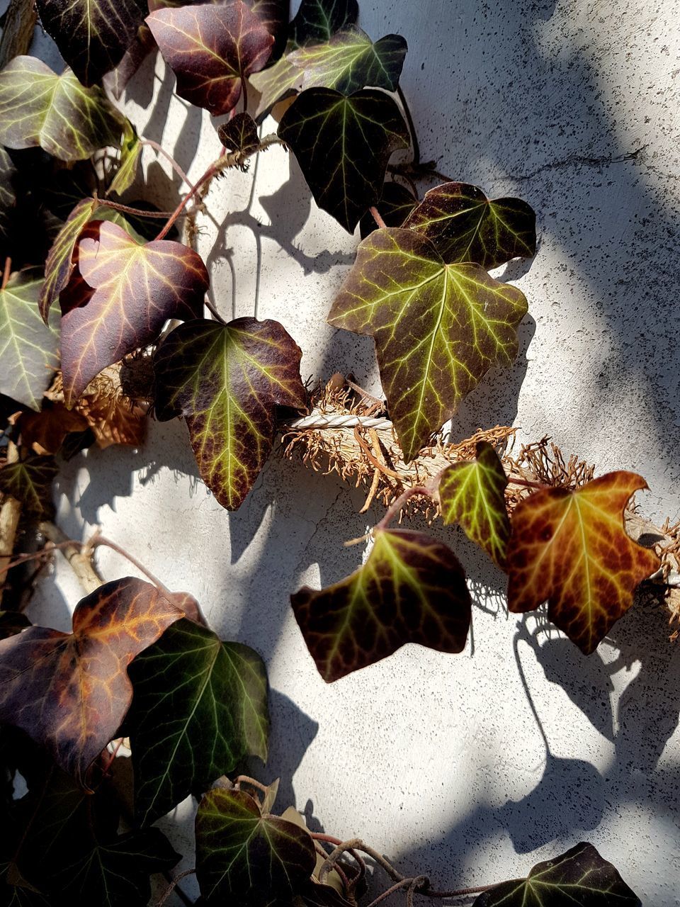 HIGH ANGLE VIEW OF DRY LEAVES ON PLANT