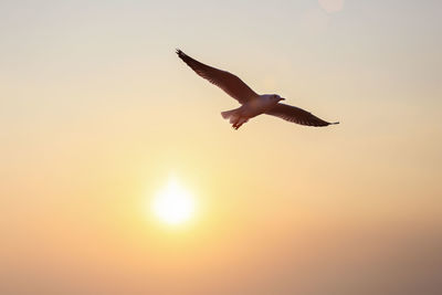 Low angle view of seagull flying in sky