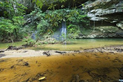 Scenic view of river flowing in forest