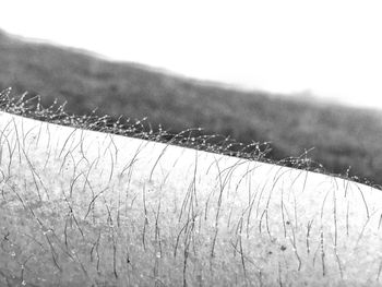 Close-up of frozen plants on land