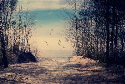 Bare trees at sunset