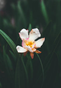 Close-up of flowering plant