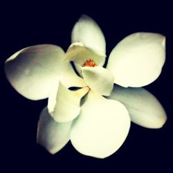 Close-up of white flower over black background