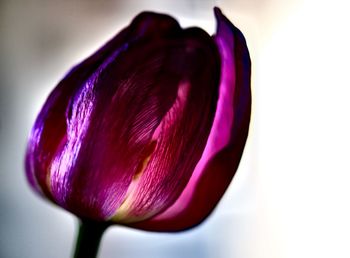 Close-up of flower over white background