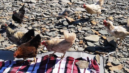 High angle view of birds on land