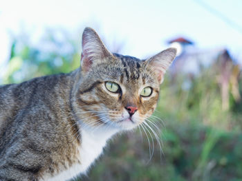 Close-up portrait of a cat