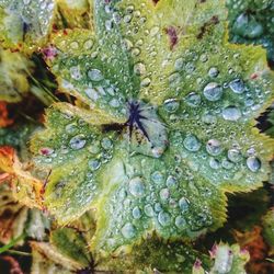 Close-up of leaves on water