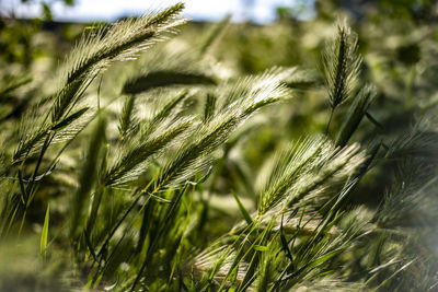 Close-up of wheat growing on field