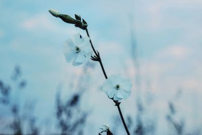 Close-up of white flowering plant against sky