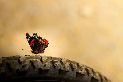 Close-up of butterfly on tire