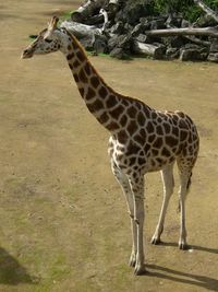 Giraffe standing outdoors