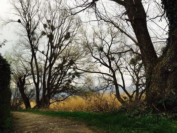 Bare trees on field