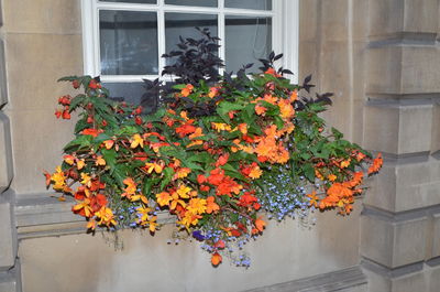 Close-up of orange flowers against window