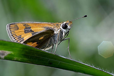 Close-up of insect