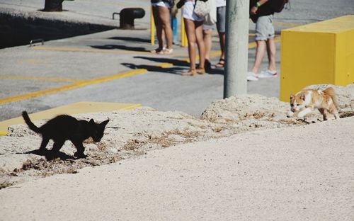 Low section of dog walking on road