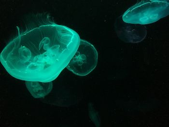 Close-up of jellyfish swimming in sea