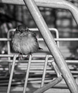 Close-up of bird perching on metal