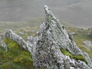 Close-up of moss on tree trunk