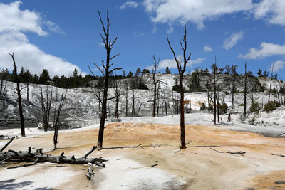 Bare trees on snowy field against sky during winter